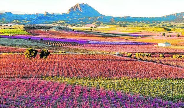 Atico Con Terraza Daire Cieza Dış mekan fotoğraf